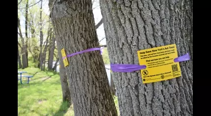 Massena gets grant money to remove and replace ash trees