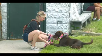 Woofstock raises money for Furry Friends Rockin’ Rescue