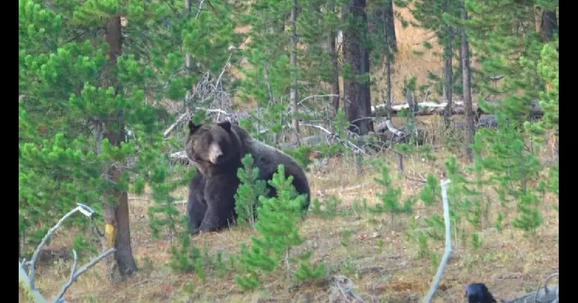 Avoiding risk: Keeping kids safe in bear country