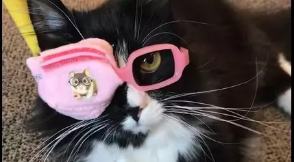 ‘Truffles is just like me:’ How a Pennsylvania cat makes kids feel proud to wear glasses