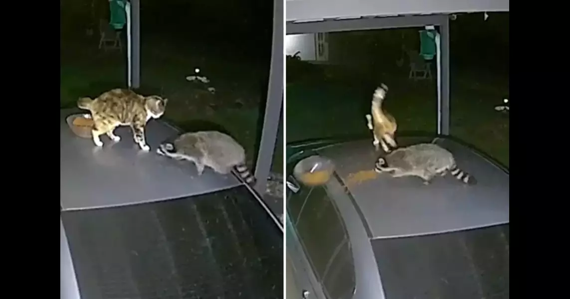 Watch cat and raccoon go head to head over bowl of food: ‘Traumatized’