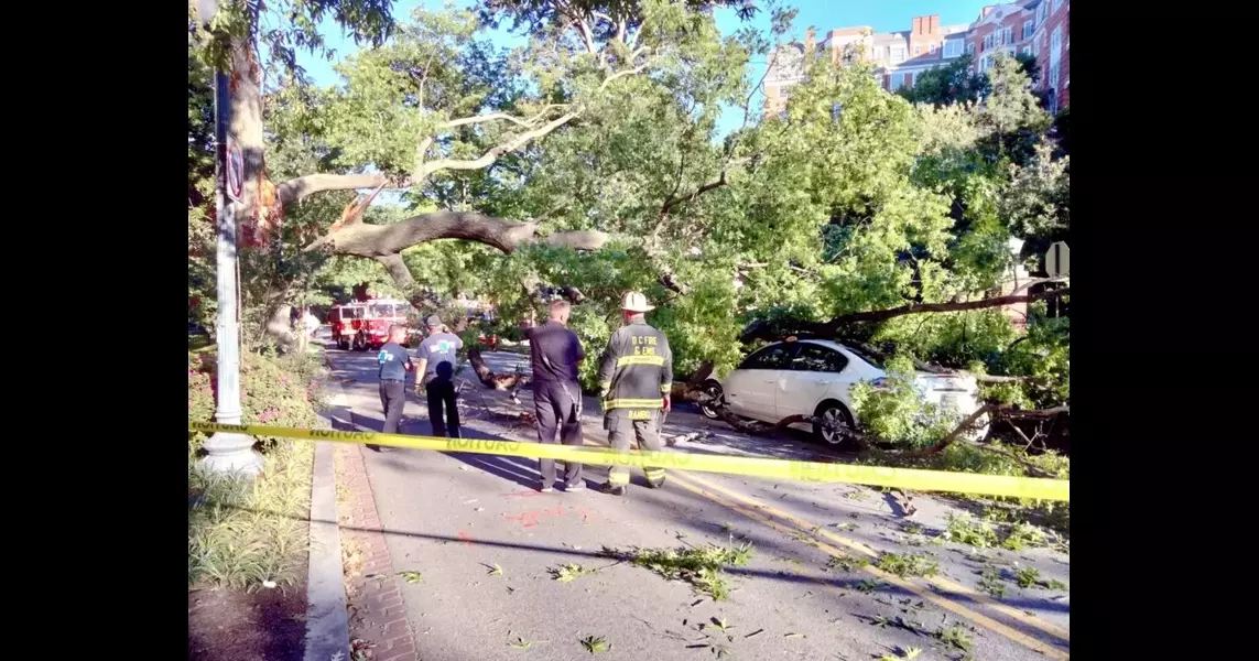 Tree Down on Car “with mother and 2 babies” inside in Woodley Park