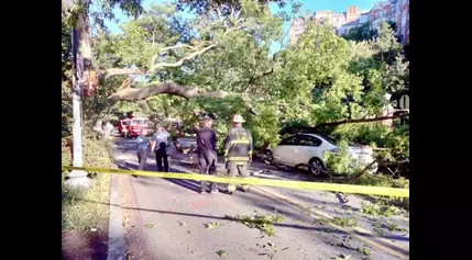 Tree Down on Car “with mother and 2 babies” inside in Woodley Park