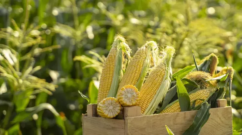 The Official State Snack Food Of Illinois Is Kind Of A No-Brainer