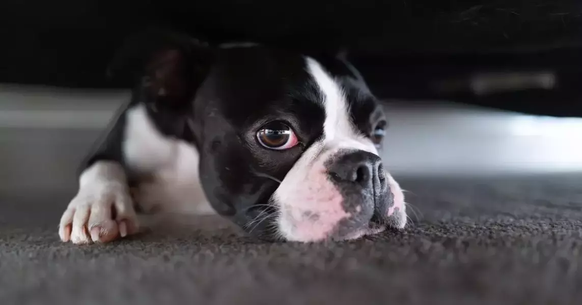 Mischievous Frenchie Steals the Spotlight: A Viral Tale of Canine Antics