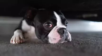 Mischievous Frenchie Steals the Spotlight: A Viral Tale of Canine Antics