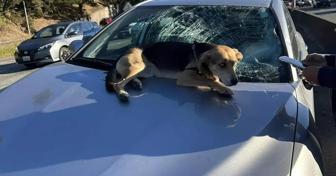 Dog falls from I-5 overpass, smashing into windshield on moving car