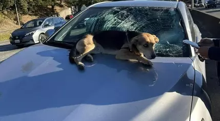 Dog falls from I-5 overpass, smashing into windshield on moving car