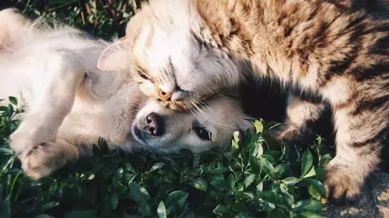 Pets in China now taking on jobs in cafes to earn their snack money: ‘Paw-sitive work’