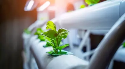 Revolutionizing Agriculture: Harnessing Electricity to Cultivate a Sustainable Future