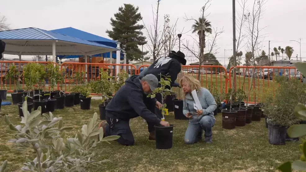 Urban Greenery Boost: North Las Vegas Distributes Trees for Healthier Communities