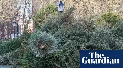 Belgium Issues Unexpected Holiday Warning: Keep Christmas Trees Off the Menu