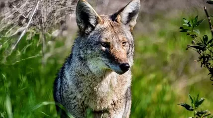 Urban Coyotes Thrive in San Francisco's Concrete Jungle