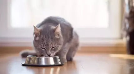 Alert for Pet Owners: Cat Food Recall Due to Salmonella Risk