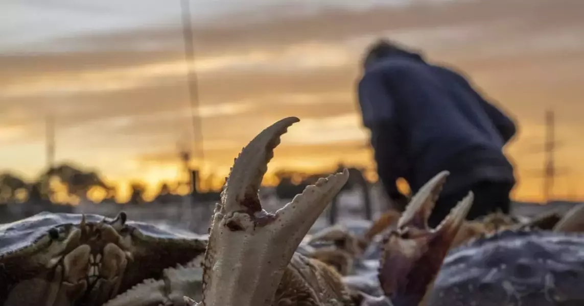 Crab Season Revives Local Fishing Community Amidst Wildlife Concerns