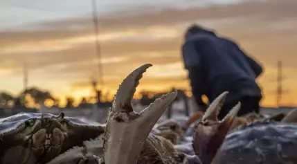 Crab Season Revives Local Fishing Community Amidst Wildlife Concerns