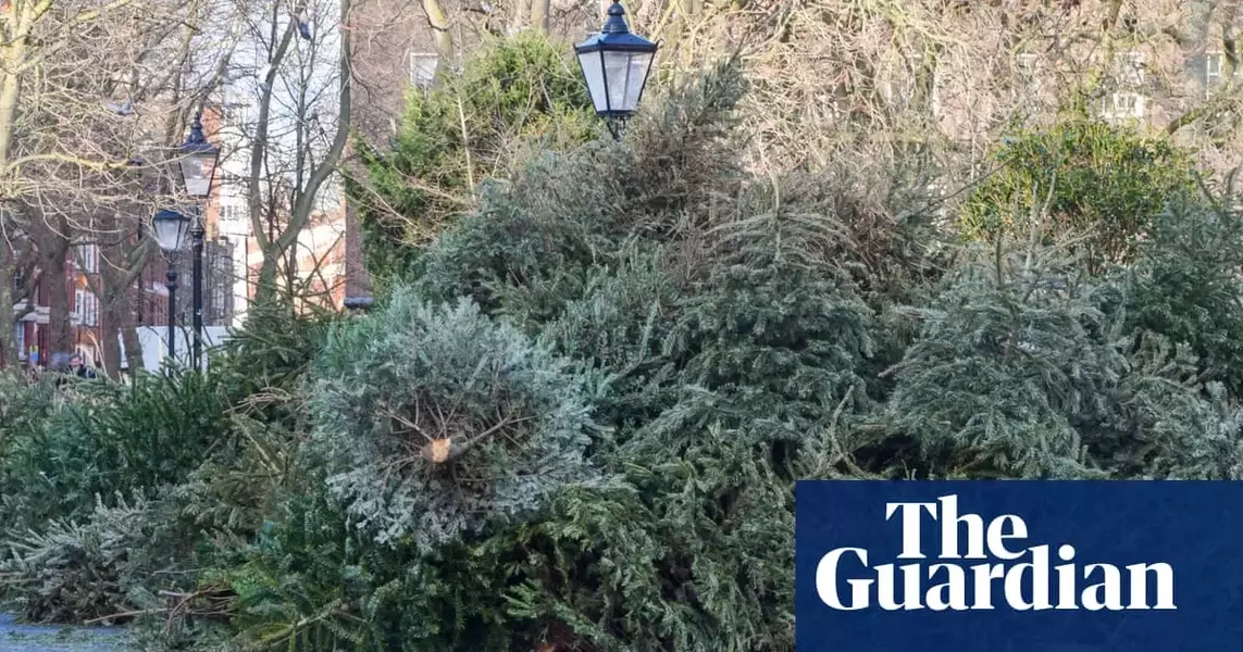 Belgium Issues Unexpected Holiday Warning: Keep Christmas Trees Off the Menu