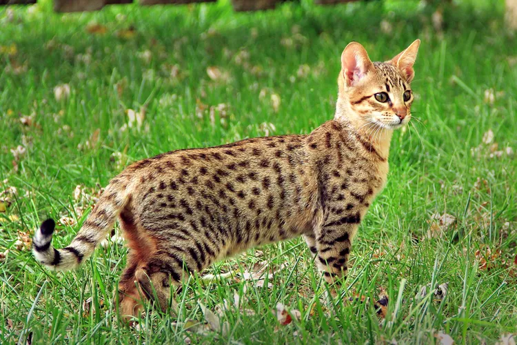 Savannah Cat: Breed Profile, Characteristics & Care