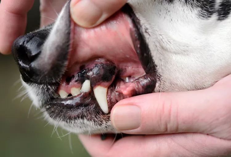 What the Color of Your Dog's Gums Mean