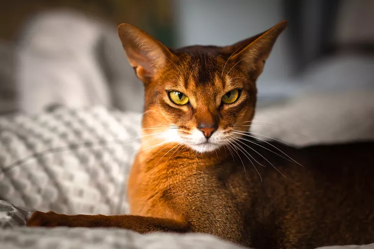 Abyssinian: Cat Breed Profile, Characteristics & Care