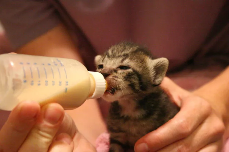 How to Bottle Feed Your Newborn Kittens