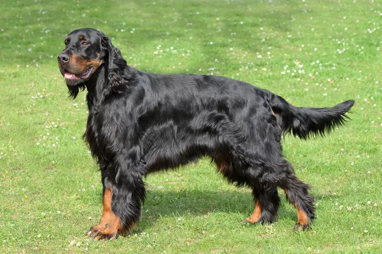 Gordon Setter: Dog Breed Characteristics & Care