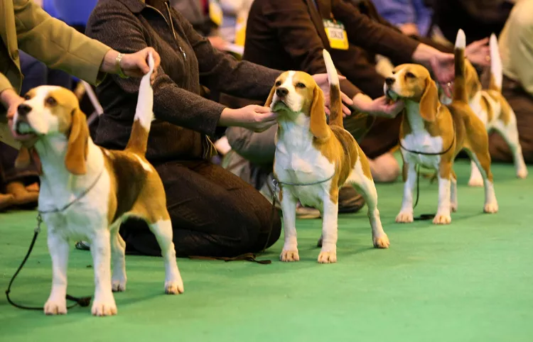 Becoming a Show Dog: Getting Started