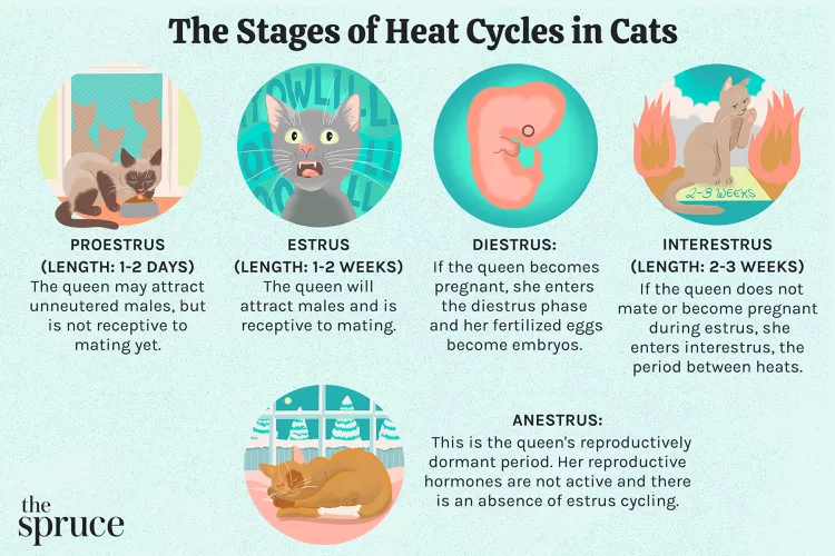 How Long Are Cats in Heat?