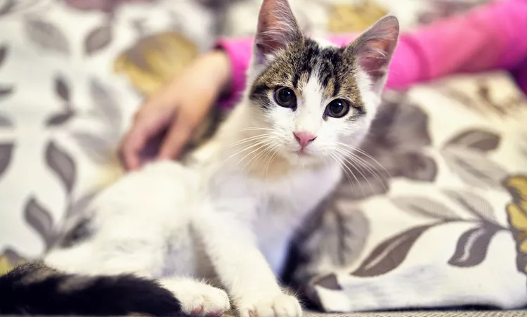 How Much Does It Cost to Adopt a Cat? 