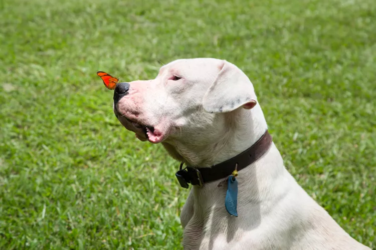 Dogo Argentino: Dog Breed Characteristics & Care