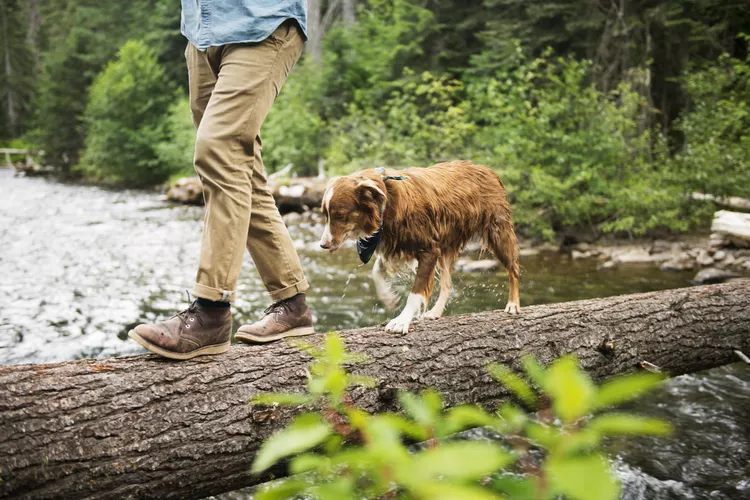 Getting Rid of Poison Ivy, Oak, and Sumac on Pets