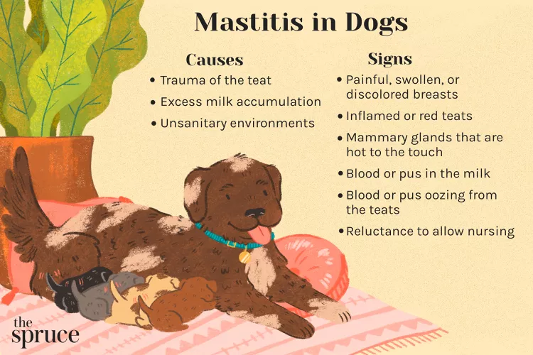 Mastitis in Dogs