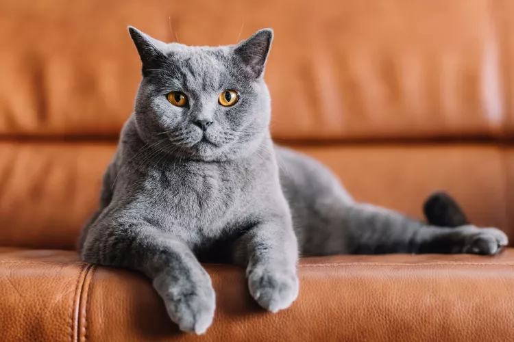 Chartreux: Cat Breed Profile, Characteristics & Care