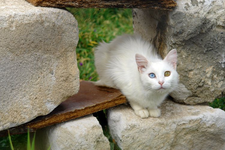 Turkish Van: Cat Breed Profile, Characteristics & Care