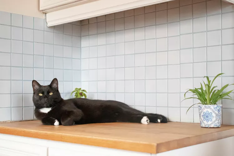 How to Keep Your Cat Off the Kitchen Counters