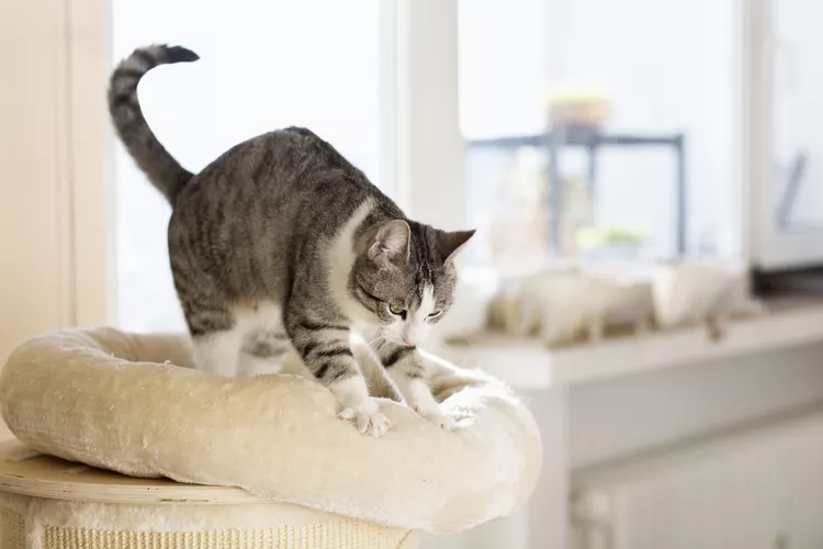 Why Do Cats Knead? 