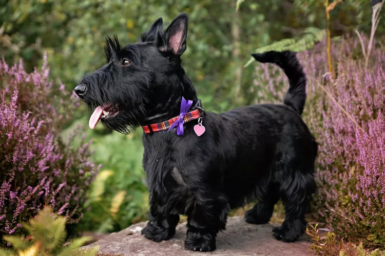 Scottish Terrier: Dog Breed Characteristics & Care