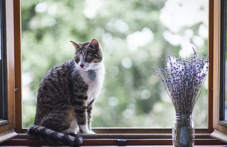 Is Lavender Safe for Cats? 