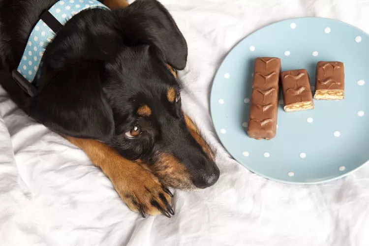 How Much Chocolate Is Toxic to Dogs?