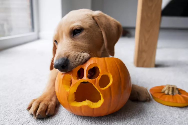 8 Halloween Safety Tips for Pets