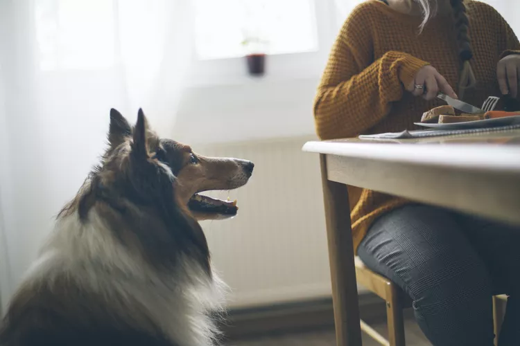 5 Common Foods In Your Pantry That Are Not Safe For Your Pets