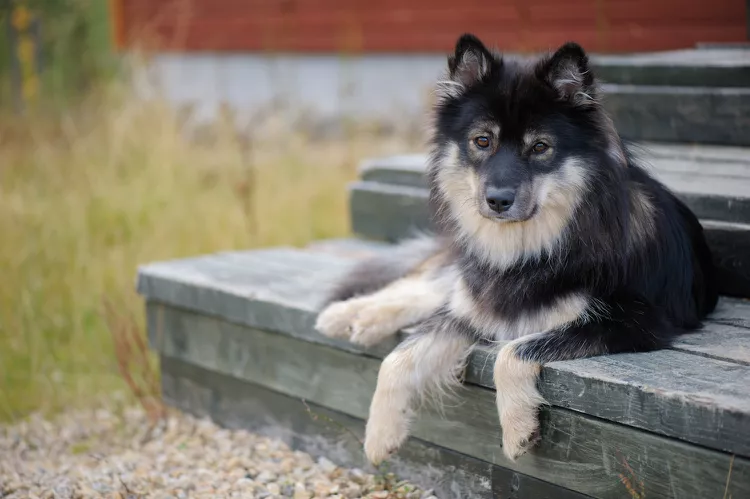 Finnish Lapphund: Dog Breed Characteristics & Care