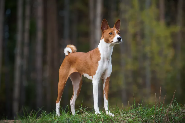 6 Egyptian Dog Breeds and Their Rich Histories