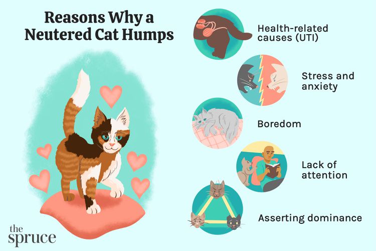 Cat Humping: Why a Neutered Cat Still Mounts