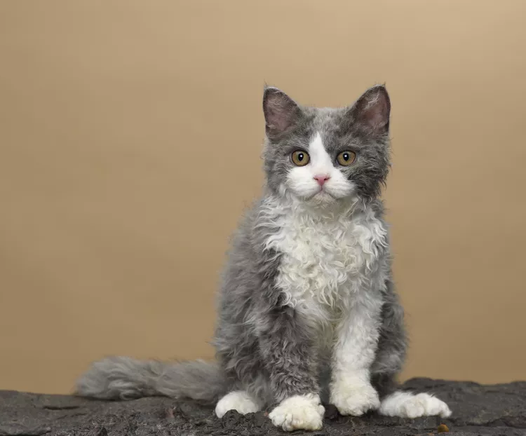 4 Curly-Haired Cat Breeds Anyone Will Love