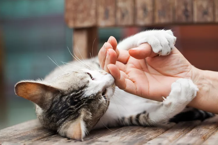 How to Manage Your Cat's Claws