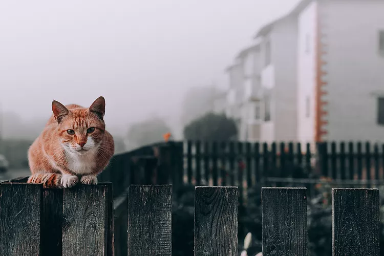 What Do You Feed a Stray Cat?