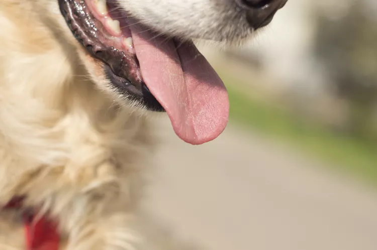 How to Calm a Panting Dog