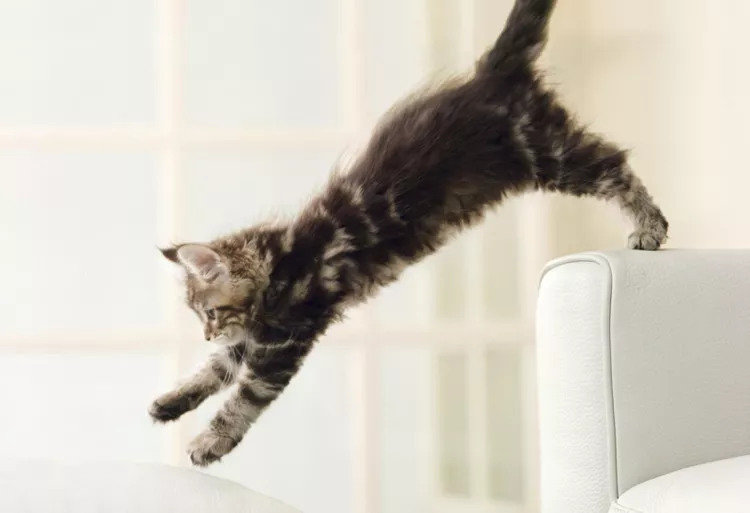 Reasons Why Your Cat Acts Crazy and How to Stop It