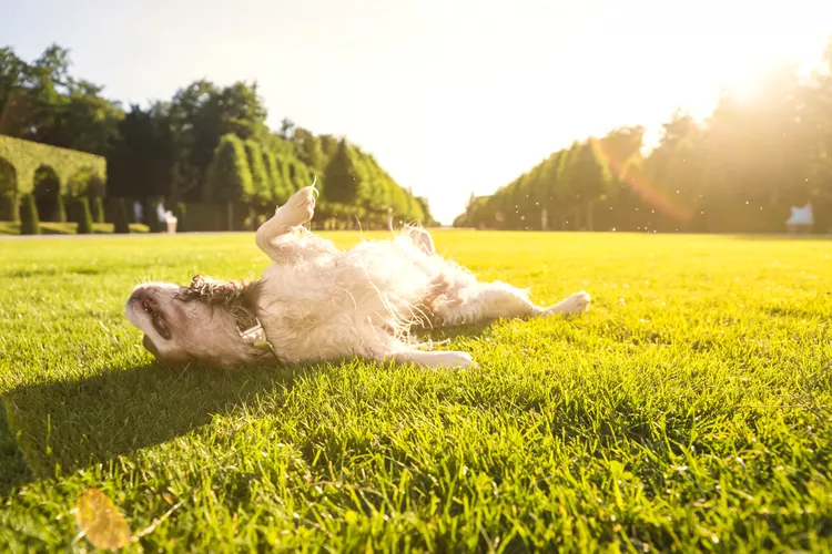 Can Dogs Get Sunburn?